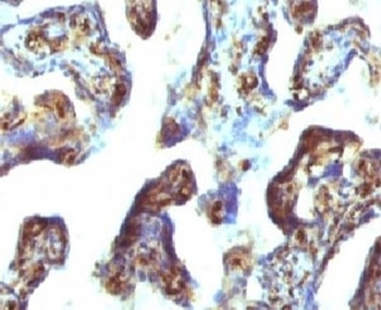 MSN Antibody