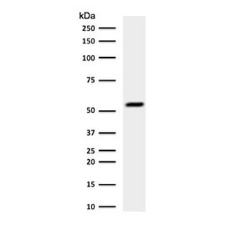 KRT7 Antibody