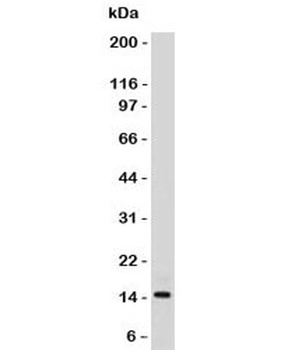 SUMO2, SUMO3 Antibody