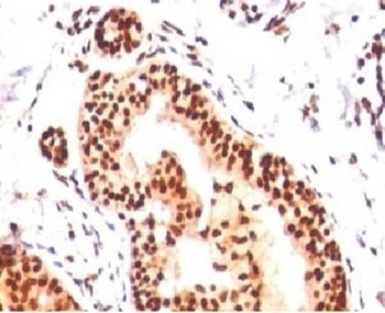 SUMO2, SUMO3 Antibody