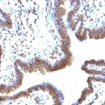 FBXO5 Antibody