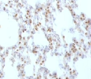 NKX2-1 Antibody