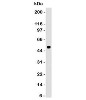 PAX6 Antibody