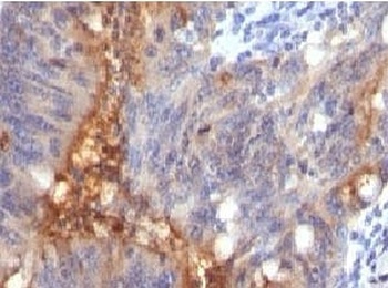 ECM1 Antibody
