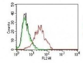 ESR1 Antibody