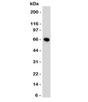 ESR1 Antibody