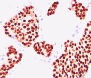 ESR1 Antibody