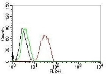 Estrogen Receptor beta Antibody [NR3Gb-1]