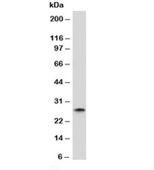 IGKC Antibody