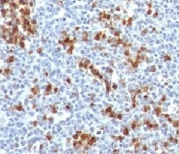 IGKC Antibody