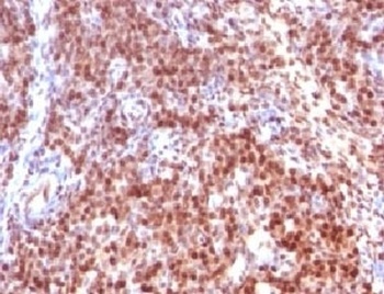 SUMO2 Antibody