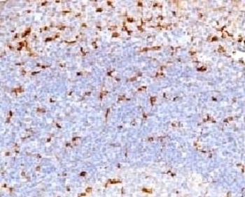 CD68 Antibody