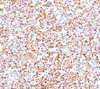 CCND1 Antibody