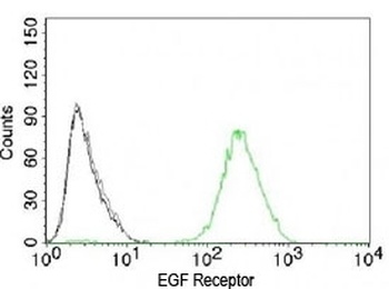 EGF R Antibody