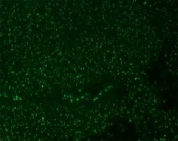Nucleoli Marker Antibody [NCM102-1]