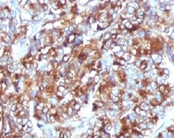 MUC1 Antibody