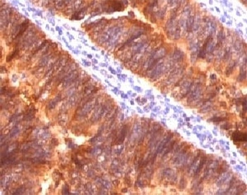 MUC1 Antibody