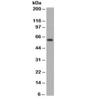 MYC Antibody