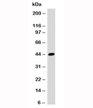 EPCAM Antibody