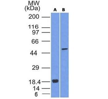 SOX10 Antibody