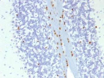 SOX10 Antibody [SOX10/1074]