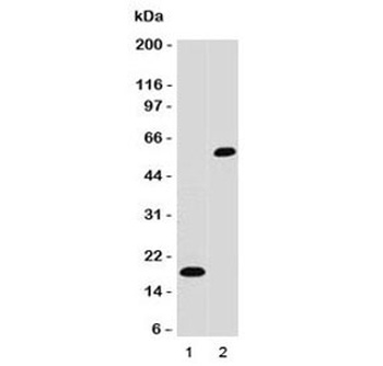 SOX10 Antibody