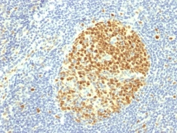 MCM7 Antibody