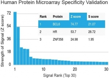 BCL6 Antibody