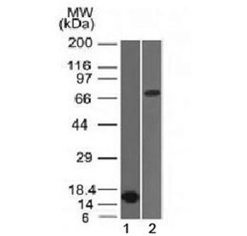 BCL6 Antibody