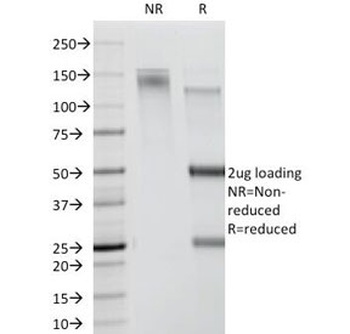 CDw78 Antibody [DF1588]