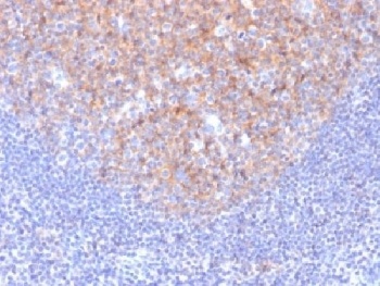 CD81 Antibody