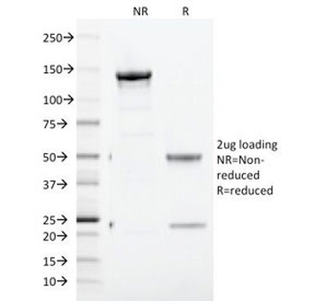 TFRC Antibody