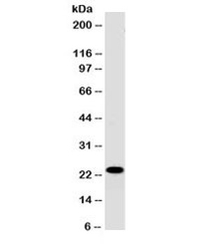 CD3E Antibody