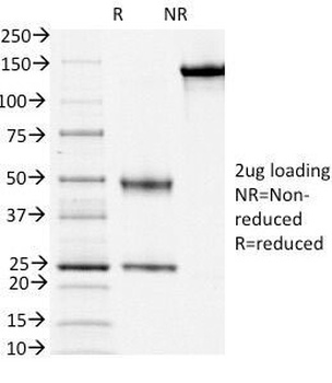 CD3E Antibody