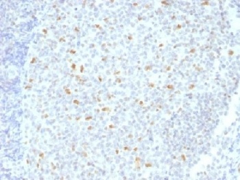BCL6 Antibody