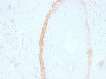 Cytokeratin 15 Antibody [SPM190]