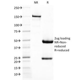 CD209 Antibody