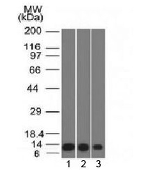 S100A4 Antibody