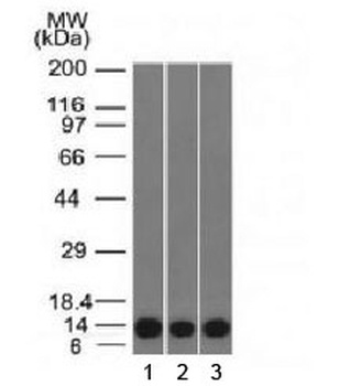 S100A4 Antibody