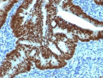 CDX2 Antibody [CDX2/1690]