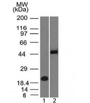 PAX8 Antibody