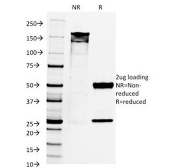 PAX8 Antibody