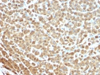 S100A1 Antibody