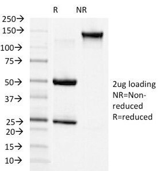 N-Cadherin Antibody [13A9]