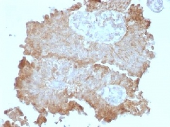 FAT2 Antibody