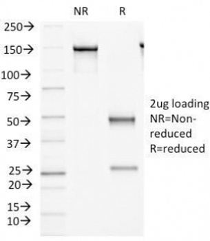 FAT2 Antibody