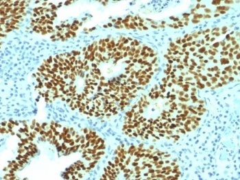 SOX2 Antibody