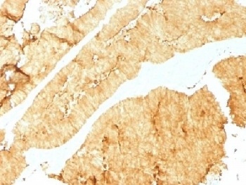 VIL1 Antibody