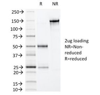 VIL1 Antibody