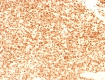 NKX2-2 Antibody